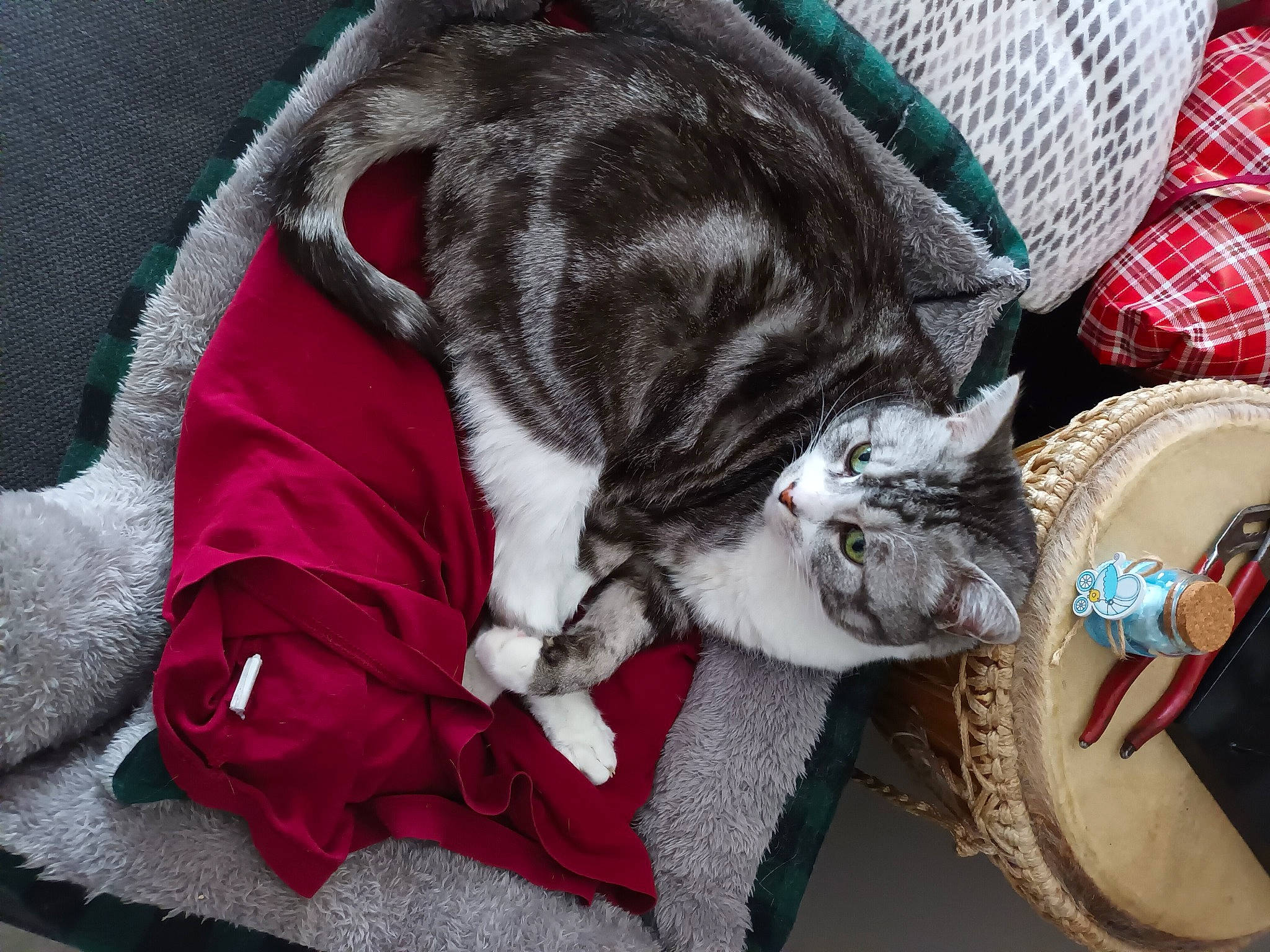 Leon participe au concours pour gagner de l'argent avec cette photo : cap, carnivore, cat, claw, collar, comfort, domestic_short_haired_cat, felidae, fur, grey, hat, linens, nap, pattern, paw, small_to_medium_sized_cats, tail, textile, tree, whiskers