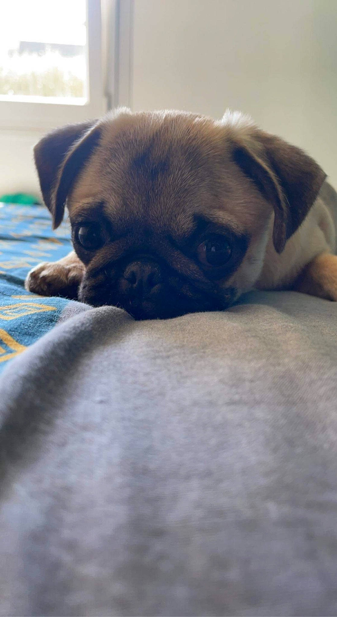Saga participe au concours pour gagner de l'argent avec cette photo : canidae, carnivore, comfort, companion_dog, dog, dog_breed, fawn, nap, non_sporting_group, pug, puggle, puppy_love, snout, sporting_group, terrestrial_animal, toy_dog, vertebrate, whiskers, working_animal, wrinkle