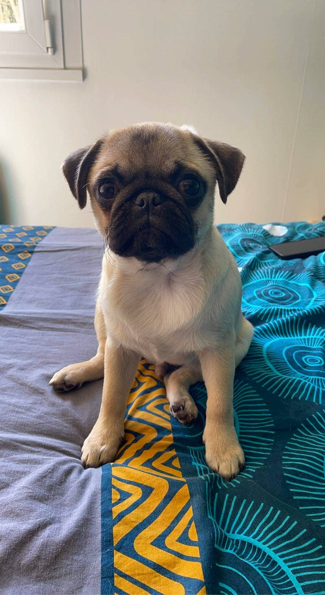 Saga a rejoint le concours — aidez-le/la à gagner de superbes lots ! ancient_dog_breeds, blue, canidae, carnivore, companion_dog, dog, dog_breed, eye, fawn, non_sporting_group, pug, puppy, snout, sporting_group, terrestrial_animal, toy_dog, whiskers, working_animal, wrinkle