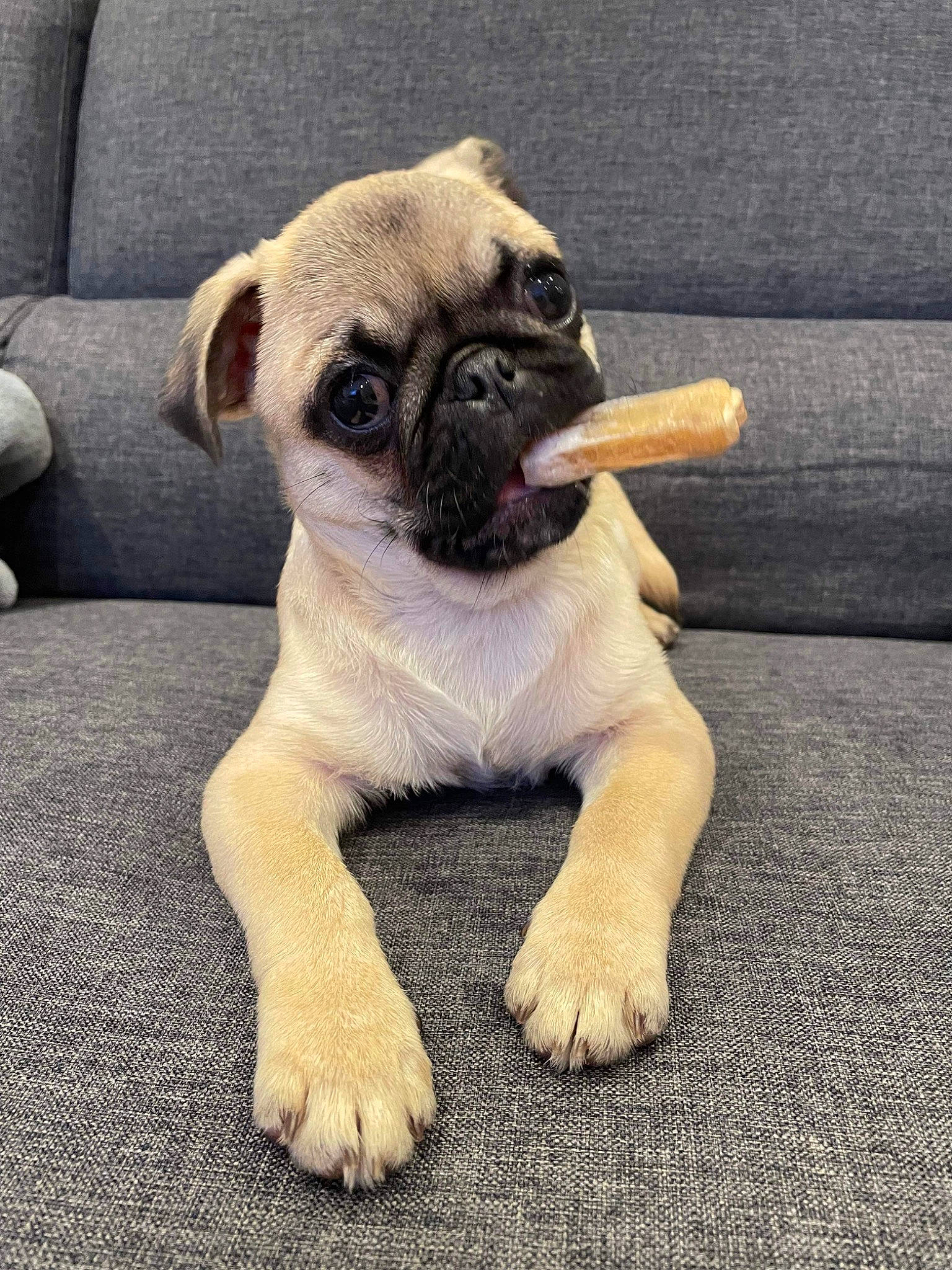 Saga a rejoint le concours — aidez-le/la à gagner de superbes lots ! canidae, carnivore, companion_dog, dog, dog_breed, eye, fawn, flooring, fur, paw, pug, puppy_love, snout, sporting_group, tail, terrestrial_animal, toy_dog, whiskers, working_animal, wrinkle