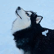 Aicko a rejoint le concours — aidez-le/la à gagner de superbes lots ! dog, siberian_husky, snow, winter, blue_eyes, black_fur, white_fur, animal, outdoor, pet, fur, canine, mammal, looking_up, cold, fluffy, nature, portrait, snowflakes, playful