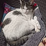 animal, basket, blanket, cat, cozy, cute, domestic, fur, gray, indoor, paws, pet, quiet, relaxed, resting, sleeping, soft, striped, tail, white
