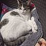 basket, blanket, cat, comfort, cozy, domestic_animal, feline, floor, fur, gray, home, indoor, pattern, pet, quiet, resting, sleeping, soft, tail, white