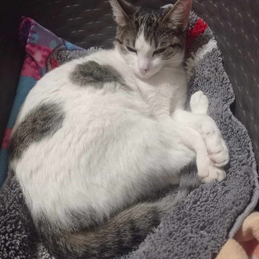 Chanel a rejoint le concours — aidez-le/la à gagner de superbes lots ! animal, basket, blanket, cat, cozy, cute, domestic, fur, gray, indoor, paws, pet, quiet, relaxed, resting, sleeping, soft, striped, tail, white