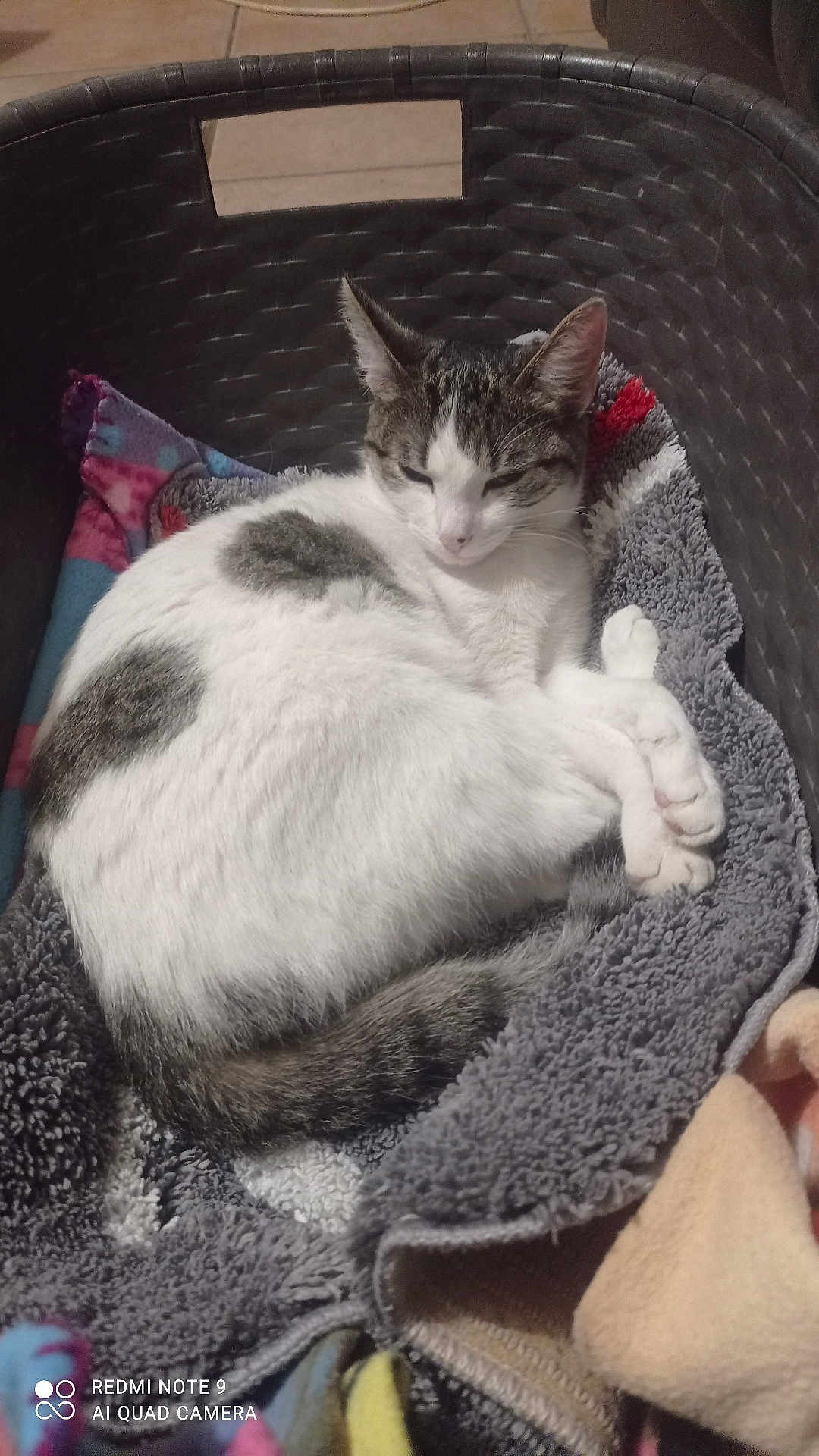 Chanel a rejoint le concours — aidez-le/la à gagner de superbes lots ! animal, basket, blanket, cat, cozy, cute, domestic, fur, gray, indoor, paws, pet, quiet, relaxed, resting, sleeping, soft, striped, tail, white