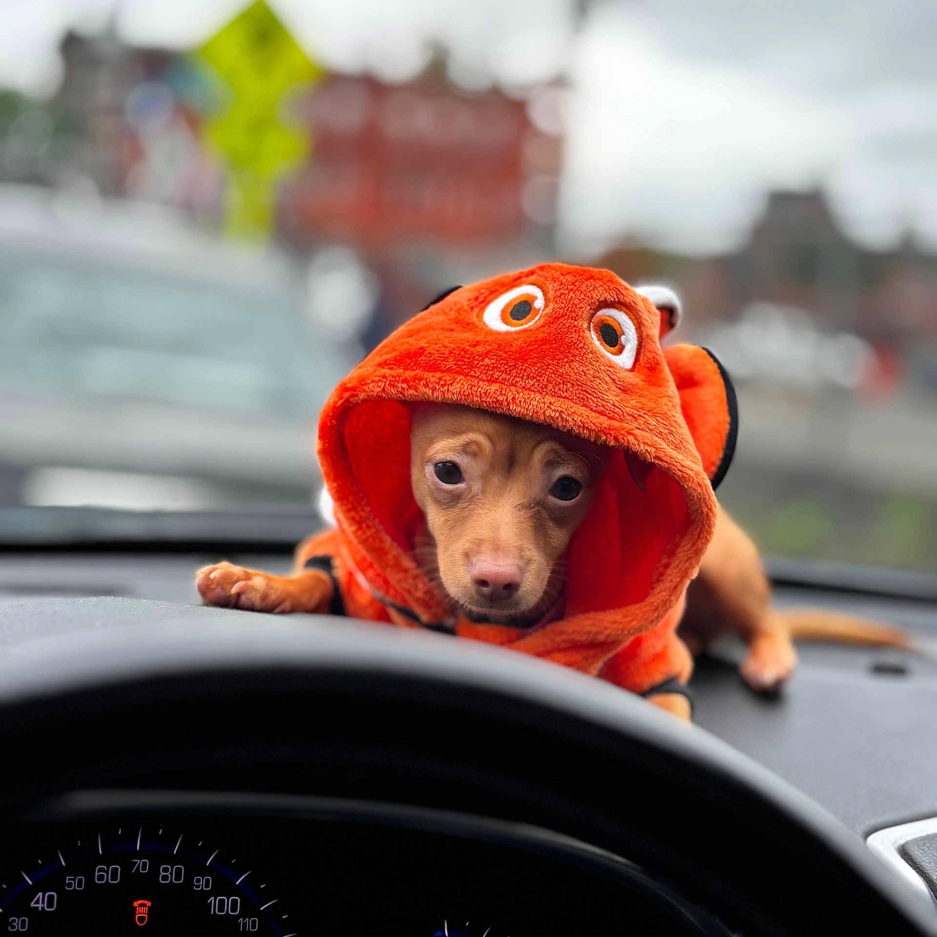 Baby is registered to the contest to win money with this photo: animal, animal_clothing, canine, car_dashboard, closeup, costume, cute, dog, expression, funny, hoodie, indoors, orange, pet, portrait, puppy, small_dog, speedometer, steering_wheel, vehicle
