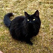 Stevie is registered to the contest to win money with this photo: alert, animal, black_cat, cat, close_up, cute, domestic_animal, feline, fluffy, fur, grass, mammal, nature, outdoor, pet, sitting, tail, whiskers, wildlife, yellow_eyes