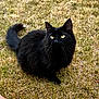 alert, animal, black_cat, cat, close_up, cute, domestic_animal, feline, fluffy, fur, grass, mammal, nature, outdoor, pet, sitting, tail, whiskers, wildlife, yellow_eyes