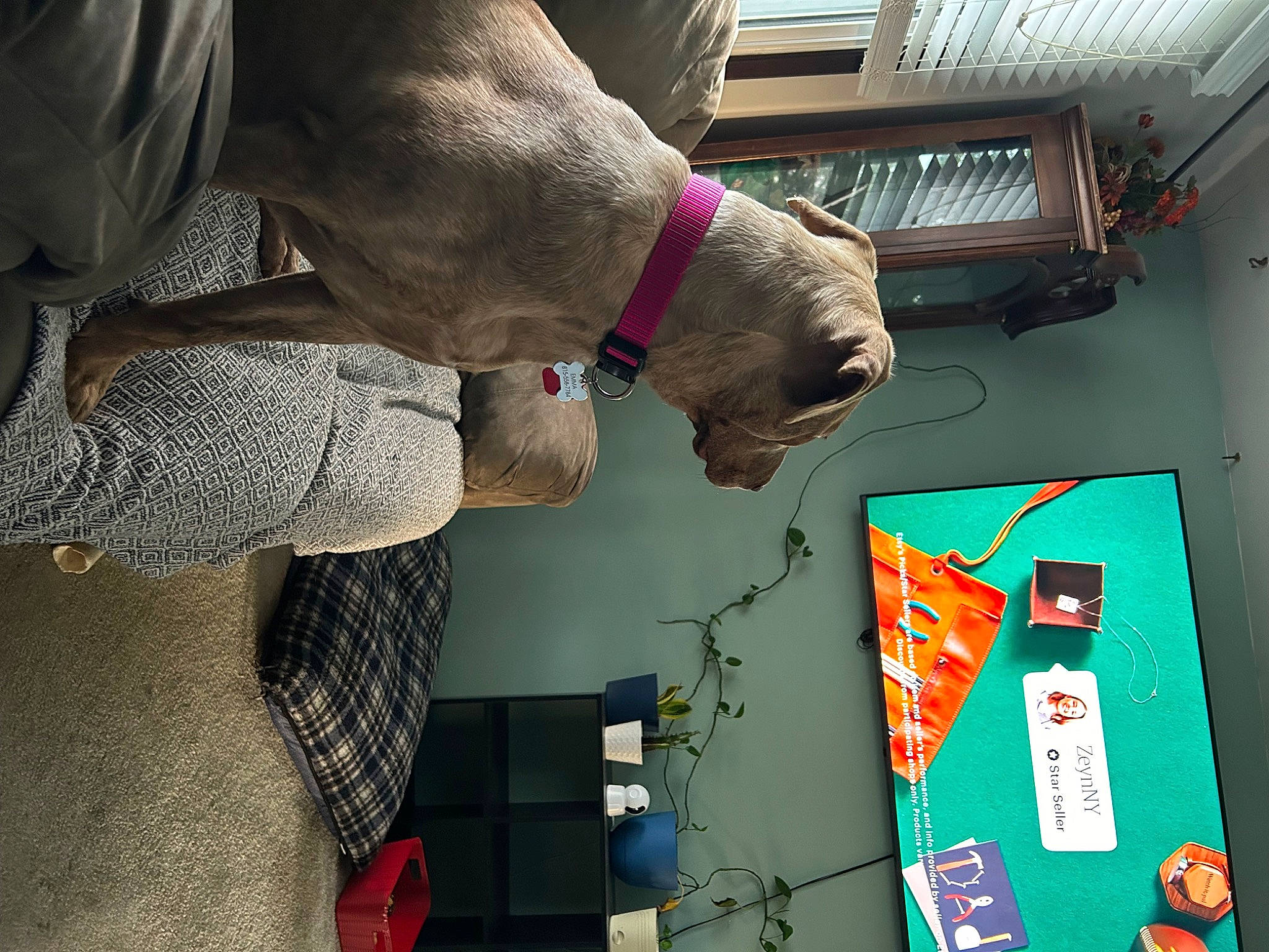 Emma joined the competition — help win amazing prizes! art, artist, collar, companion_dog, dog, dog_collar, electrical_supply, electrical_wiring, engineering, fur, gesture, guard_dog, human_leg, machine, room, visual_arts, wool, working_animal, wrist
