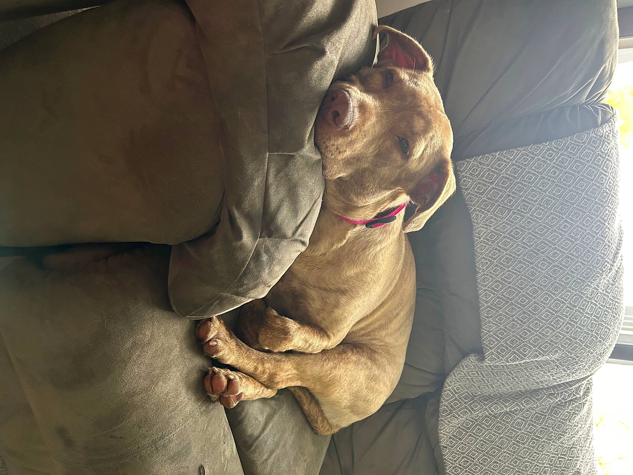 Emma joined the competition — help win amazing prizes! auto_part, boxer, canidae, car_seat, car_seat_cover, carnivore, comfort, companion_dog, dog, dog_breed, fawn, head_restraint, liver, seat_belt, snout, sporting_group, toy_dog, whiskers, working_animal, wrinkle