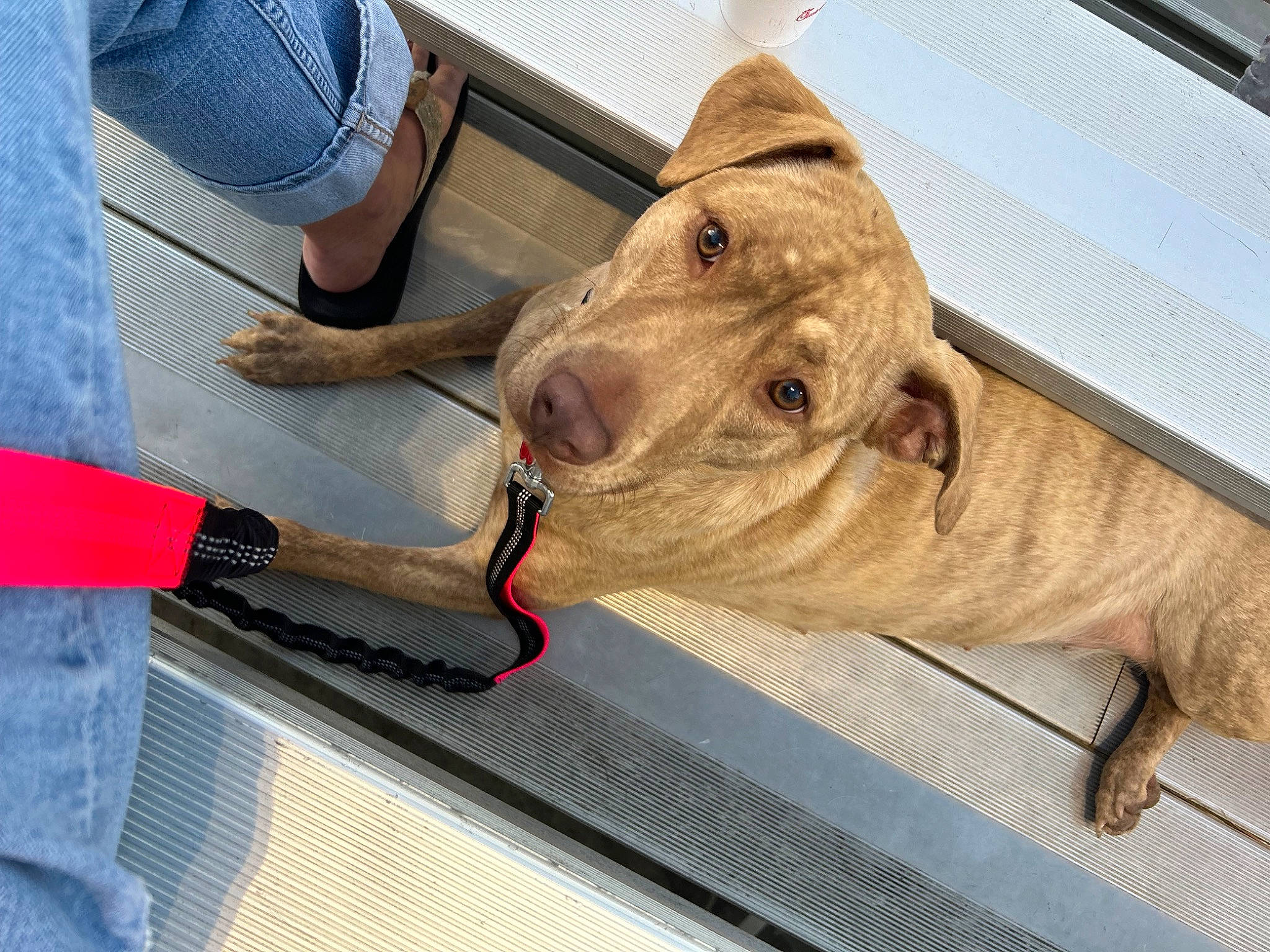 Emma is registered to the contest to win money with this photo: carnivore, collar, companion_dog, computer_keyboard, dog, dog_breed, fawn, felidae, flooring, foot, hood, human_leg, luggage_and_bags, snout, suidae, terrestrial_animal, whiskers, wood, working_animal, wrinkle