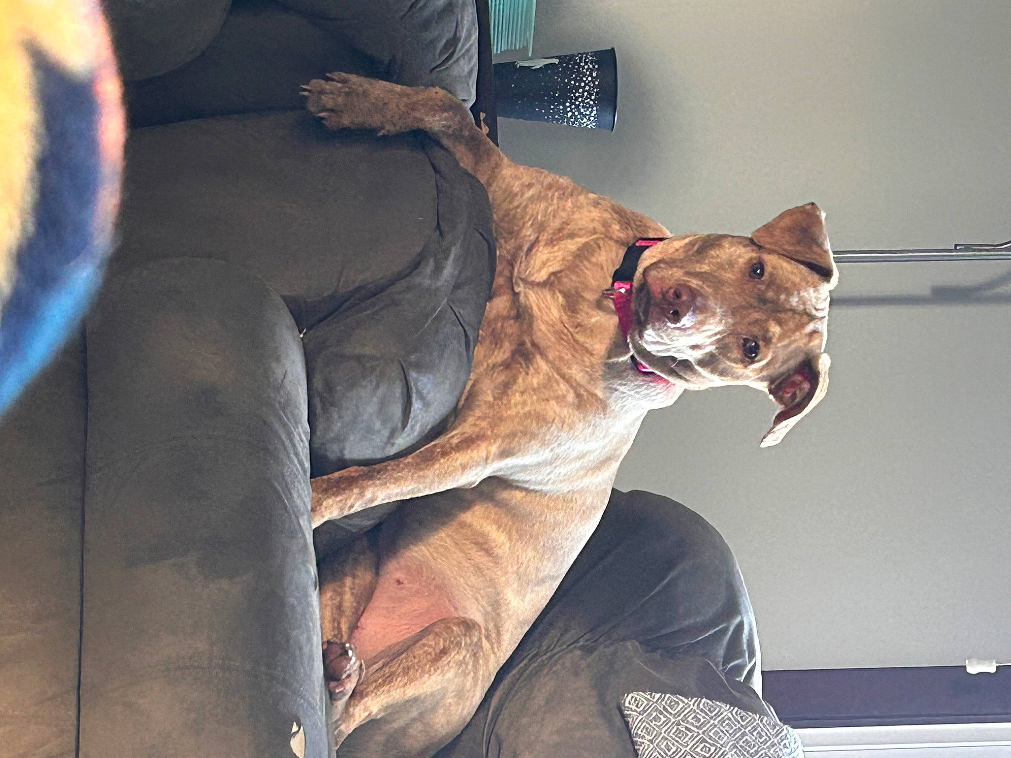 Emma is registered to the contest to win money with this photo: canidae, carnivore, collar, comfort, companion_dog, dog, dog_breed, dog_collar, dog_supply, fawn, felidae, fur, human_leg, leg, mammal, sitting, small_to_medium_sized_cats, sporting_group, tail, whiskers