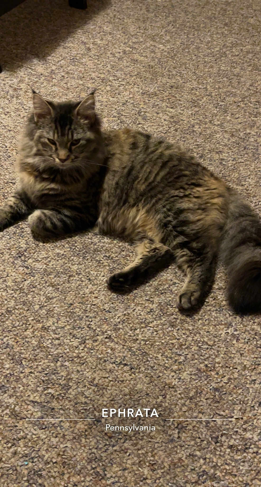 Nala