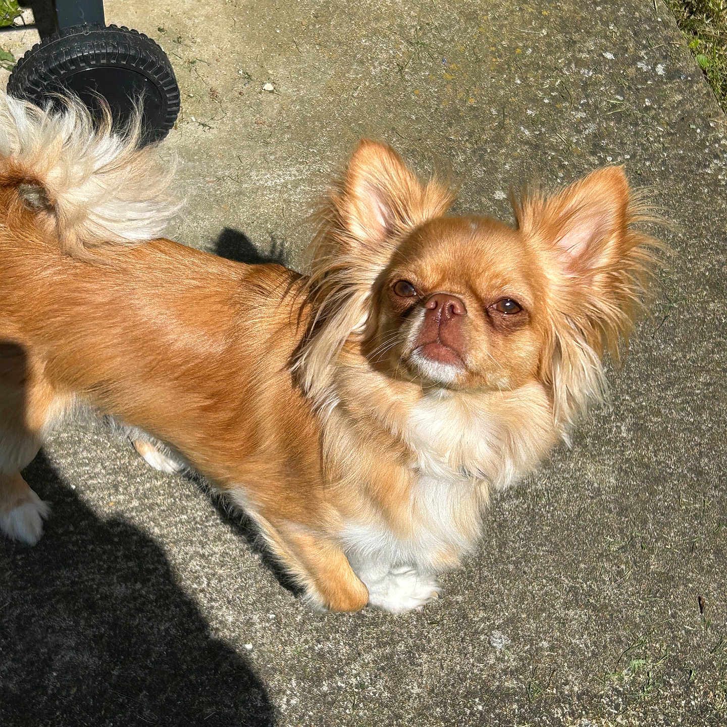 Nem a rejoint le concours — aidez-le/la à gagner de superbes lots ! accessories, alloywheel, animal, canine, car, carwheel, chihuahua, cockerspaniel, dog, grass, machine, papillon, pet, plant, puppy, soil, spoke, strap, tire, transportation