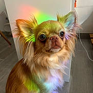 Nem a rejoint le concours — aidez-le/la à gagner de superbes lots ! animal, bodypart, canine, chihuahua, cockerspaniel, dog, hardwood, mouth, papillon, person, pet, puppy, snout, terrier, wood