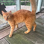 Garth joined the competition — help win amazing prizes! cat, orange_tabby, pet, animal, feline, tail_up, wooden_floor, porch, outdoor, screen_door, greenery, walking, curious, domestic_cat, closeup, fur, whiskers, four_legs, nature, daylight