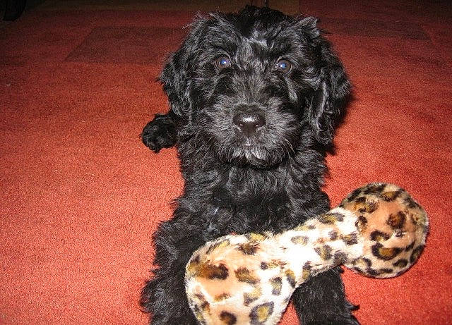 Dylan joined the competition — help win amazing prizes! bolonka, canidae, carnivore, cavapoo, cockapoo, dog, dog_breed, labradoodle, mammal, miniature_poodle, non_sporting_group, poodle_crossbreed, portuguese_water_dog, puppy, rare_breed_dog, schnoodle, sporting_group, terrier, toy_poodle, vertebrate