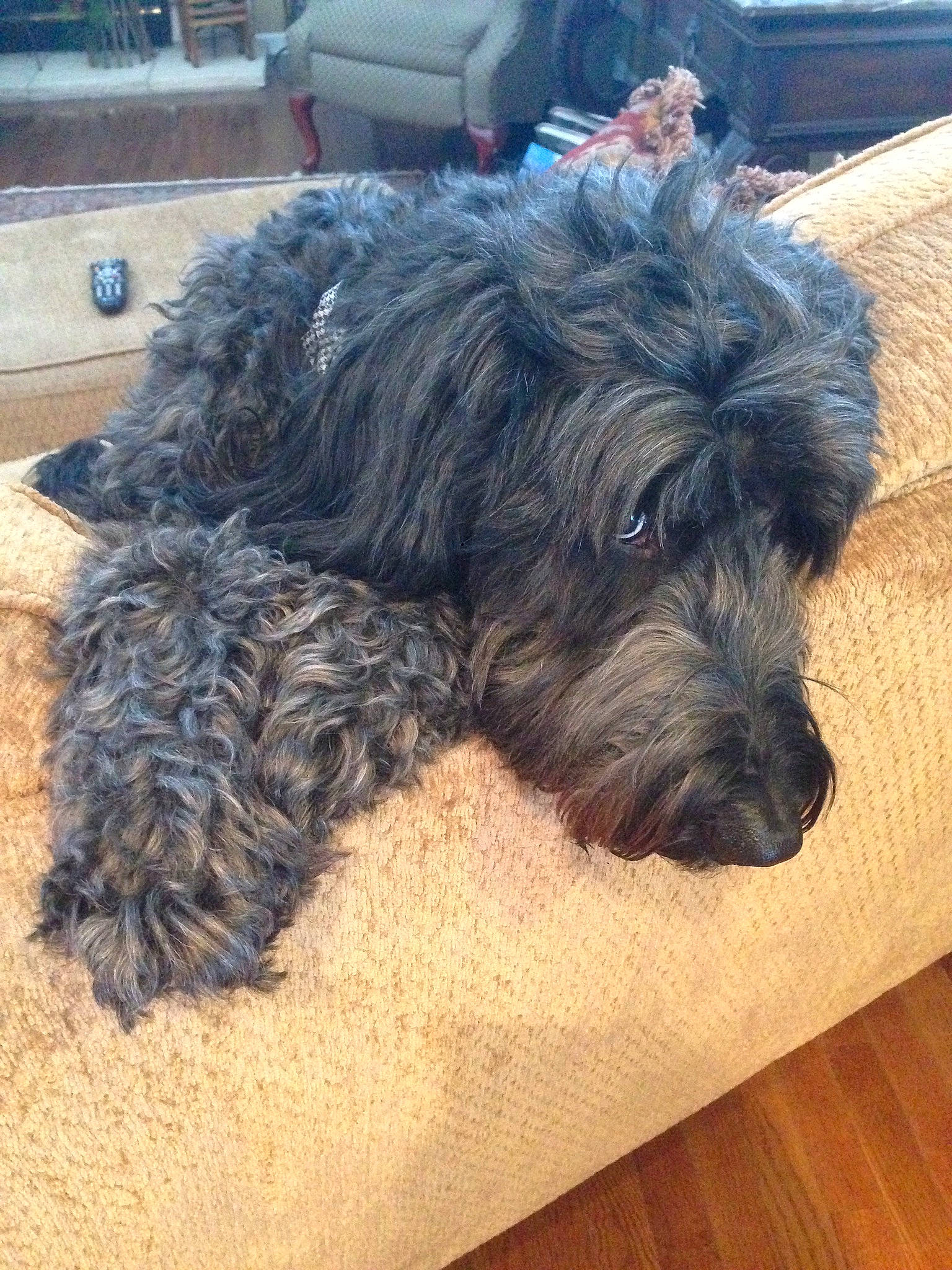 Dylan is registered to the contest to win money with this photo: affenpinscher, bolonka, canidae, carnivore, catalan_sheepdog, cockapoo, dog, dog_breed, glen_of_imaal_terrier, mammal, poodle_crossbreed, puppy, rare_breed_dog, sapsali, schnoodle, snout, sporting_group, terrier, toy_dog, vertebrate