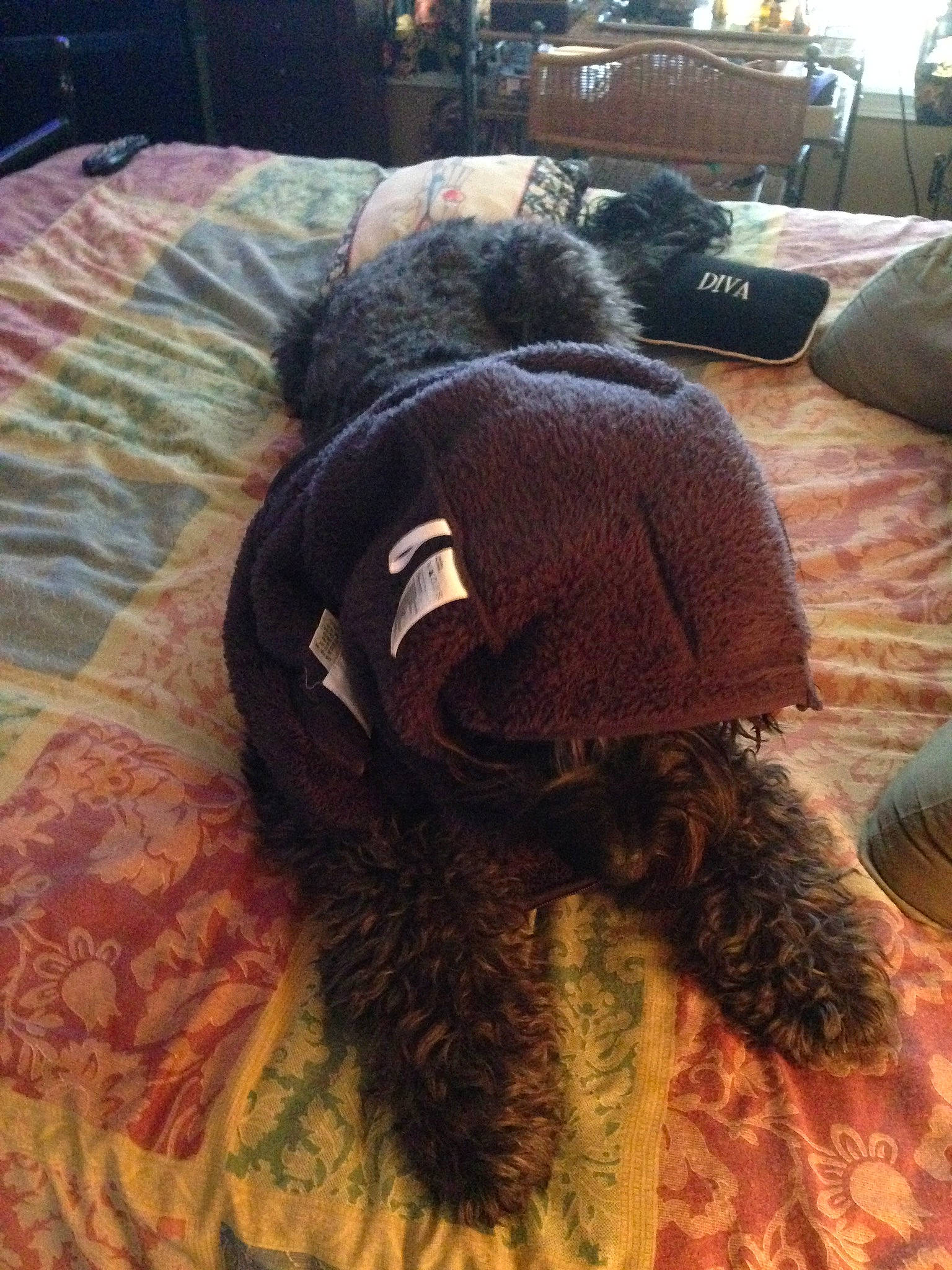 Dylan joined the competition — help win amazing prizes! canidae, cap, carnivore, companion_dog, dog, dog_breed, non_sporting_group, poodle, sporting_group, ushanka