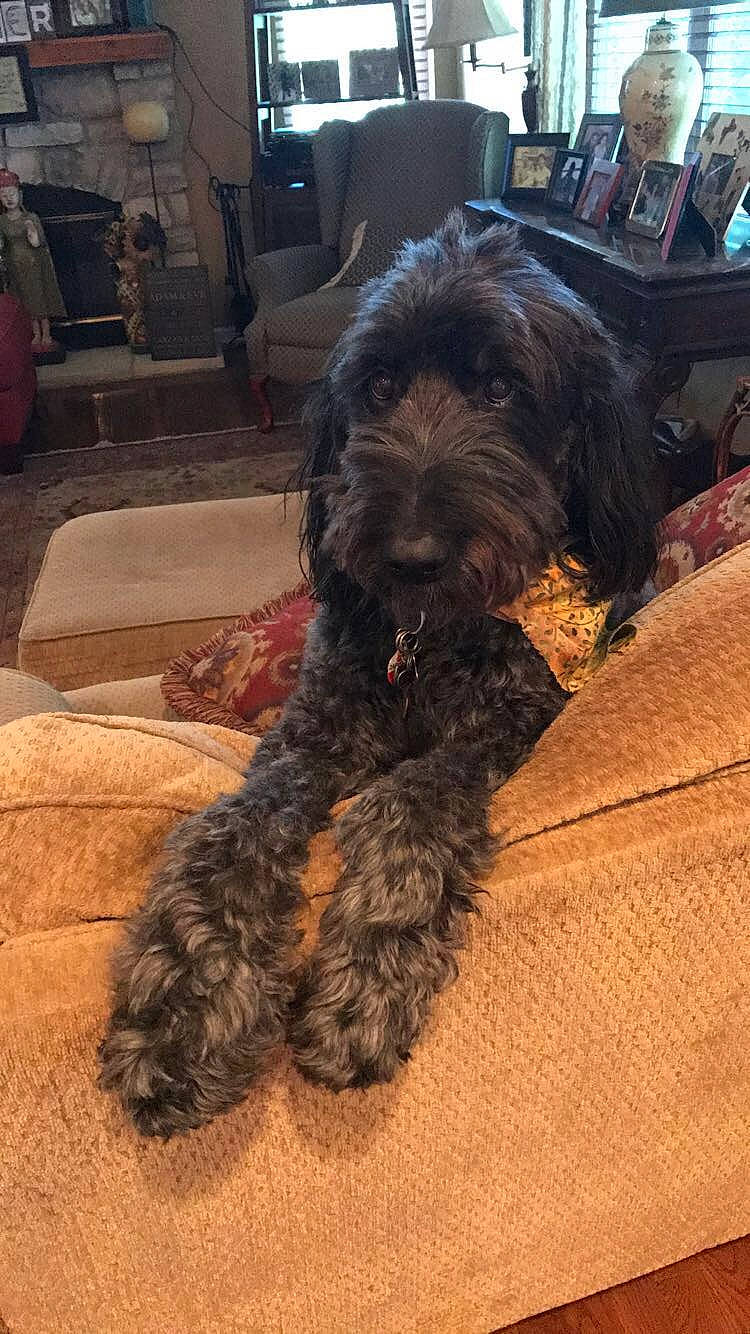 Dylan is registered to the contest to win money with this photo: bolonka, canidae, carnivore, catalan_sheepdog, cavapoo, cockapoo, companion_dog, dog, dog_breed, labradoodle, mammal, miniature_poodle, non_sporting_group, poodle_crossbreed, rare_breed_dog, schnoodle, sporting_group, terrier, vertebrate