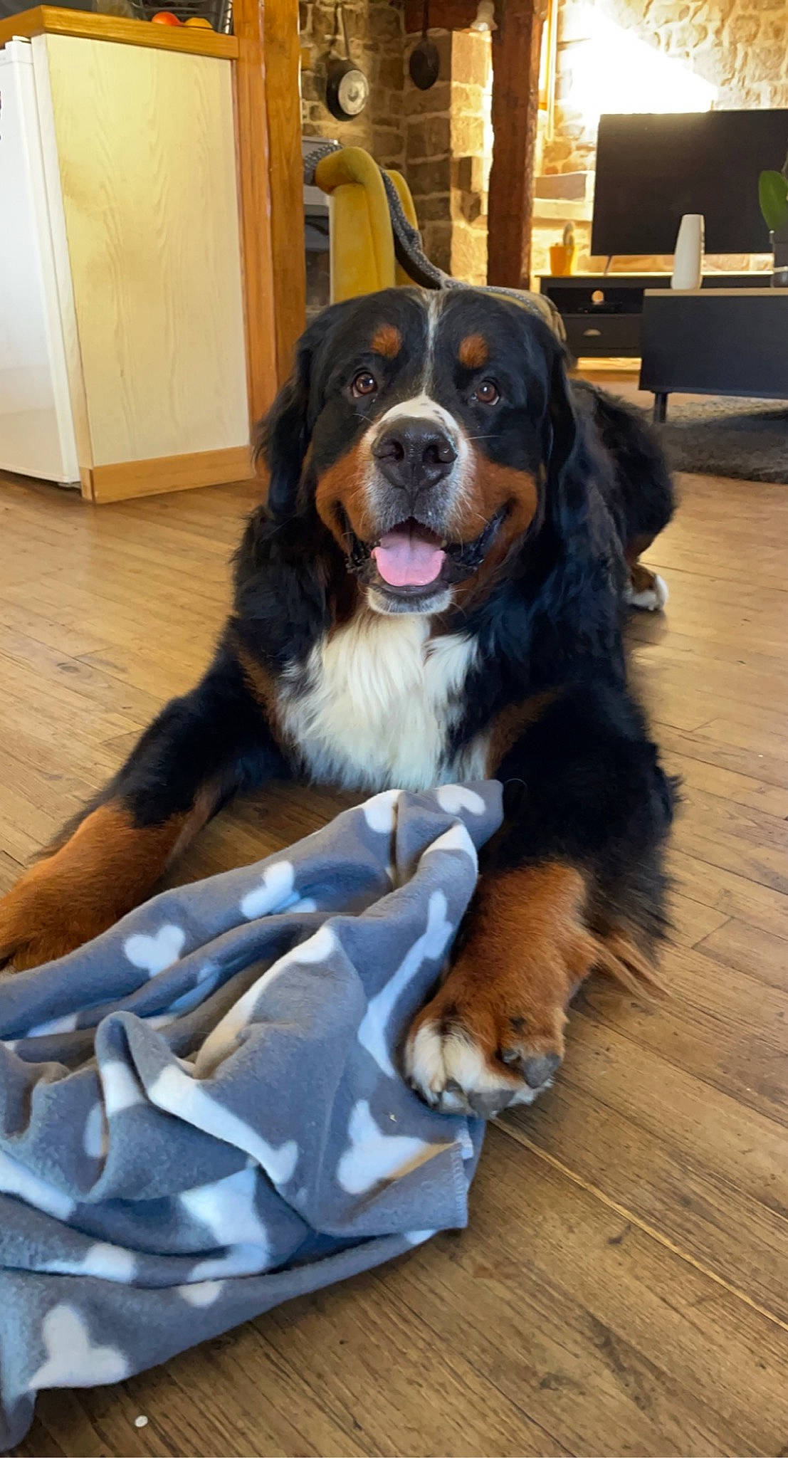 Rayban participe au concours pour gagner de l'argent avec cette photo : cabinetry, canidae, carnivore, companion_dog, dog, dog_breed, door, floor, flooring, fur, hardwood, snout, sporting_group, terrestrial_animal, varnish, whiskers, wood, wood_flooring, wood_stain, working_dog