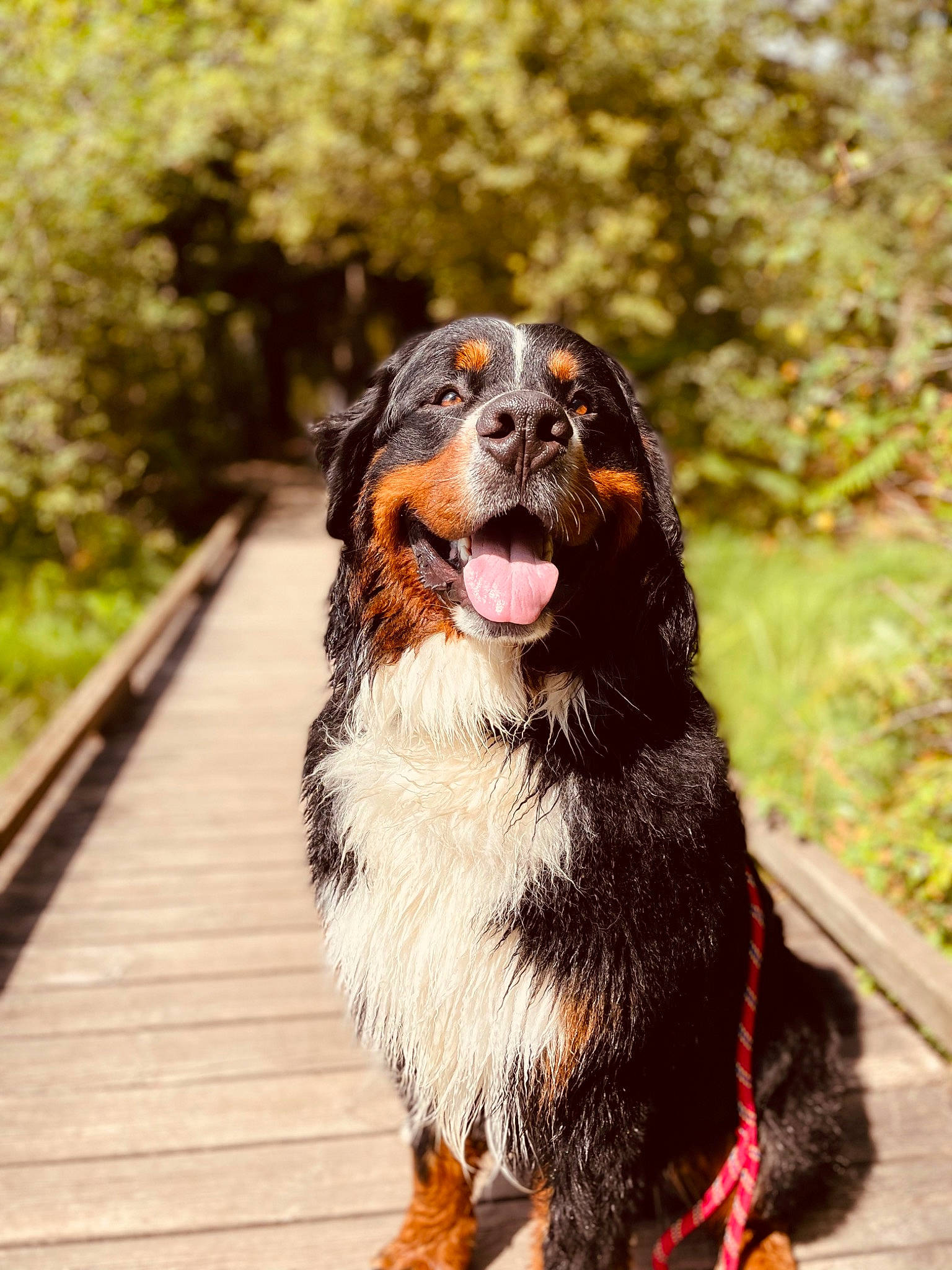 Rayban participe au concours pour gagner de l'argent avec cette photo : bernese_mountain_dog, carnivore, collar, companion_dog, dog, dog_breed, dog_collar, fawn, formal_wear, grass, leash, liver, plant, smile, snout, sporting_group, tints_and_shades, tree, whiskers, wood