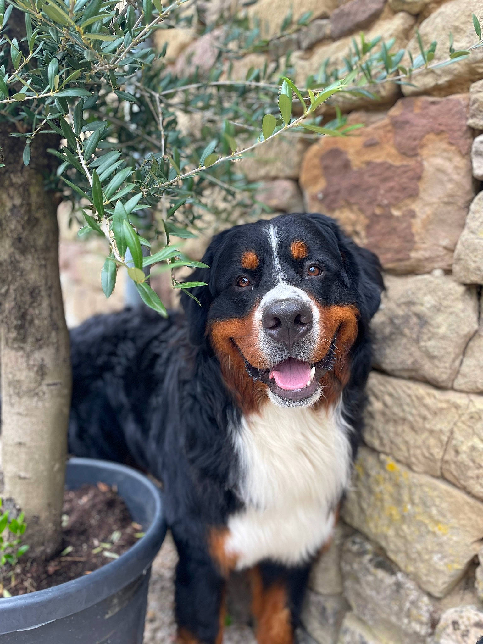 Rayban a rejoint le concours — aidez-le/la à gagner de superbes lots ! bernese_mountain_dog, carnivore, companion_dog, dog, dog_breed, door, flowerpot, fur, herding_dog, houseplant, plant, snout, sporting_group, terrestrial_animal, tree, whiskers, working_dog