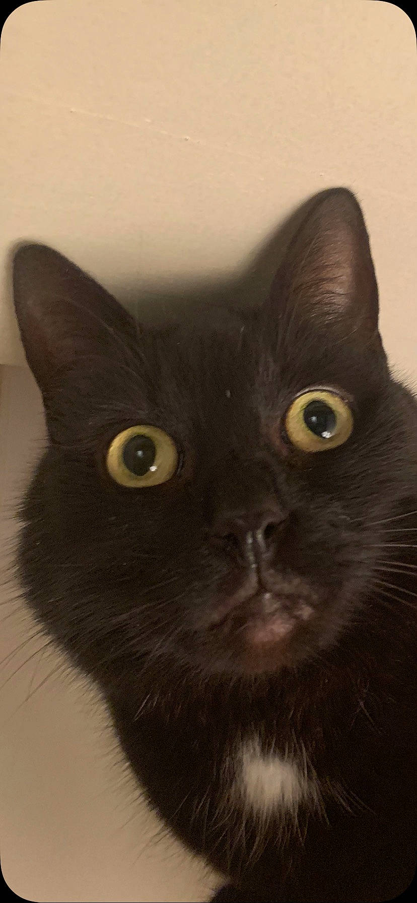 Lionel participe au concours pour gagner de l'argent avec cette photo : black_cat, bombay, carnivore, cat, domestic_short_haired_cat, ear, felidae, fur, small_to_medium_sized_cats, snout, tail, terrestrial_animal, whiskers, working_animal