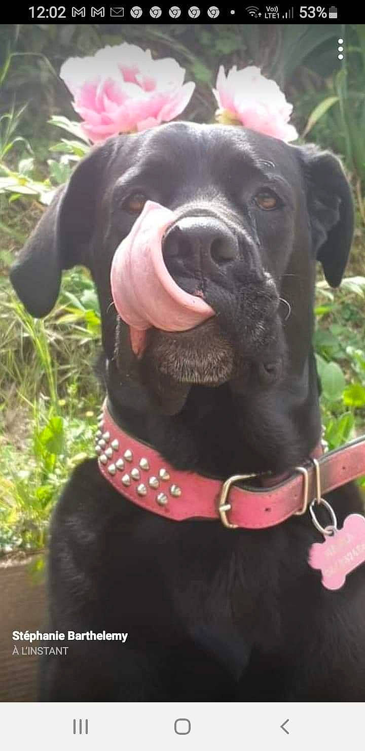 Naska a rejoint le concours — aidez-le/la à gagner de superbes lots ! canidae, carnivore, collar, companion_dog, dog, dog_breed, dog_collar, dog_supply, fashion_accessory, fawn, grass, leash, liver, magenta, pet_supply, pink, plant, snout, sporting_group, working_animal