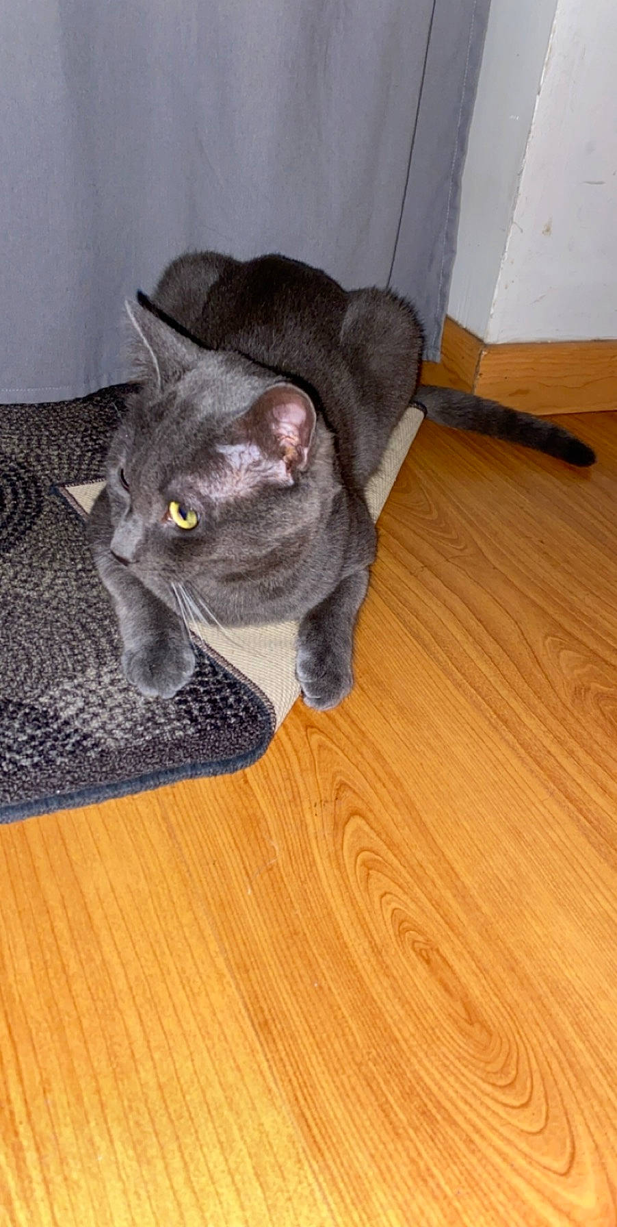 Ouistiti participe au concours pour gagner de l'argent avec cette photo : asian, british_shorthair, carnivore, cat, chartreux, domestic_short_haired_cat, felidae, floor, flooring, hardwood, korat, laminate_flooring, mammal, russian_blue, small_to_medium_sized_cats, snout, vertebrate, whiskers, wood, wood_flooring