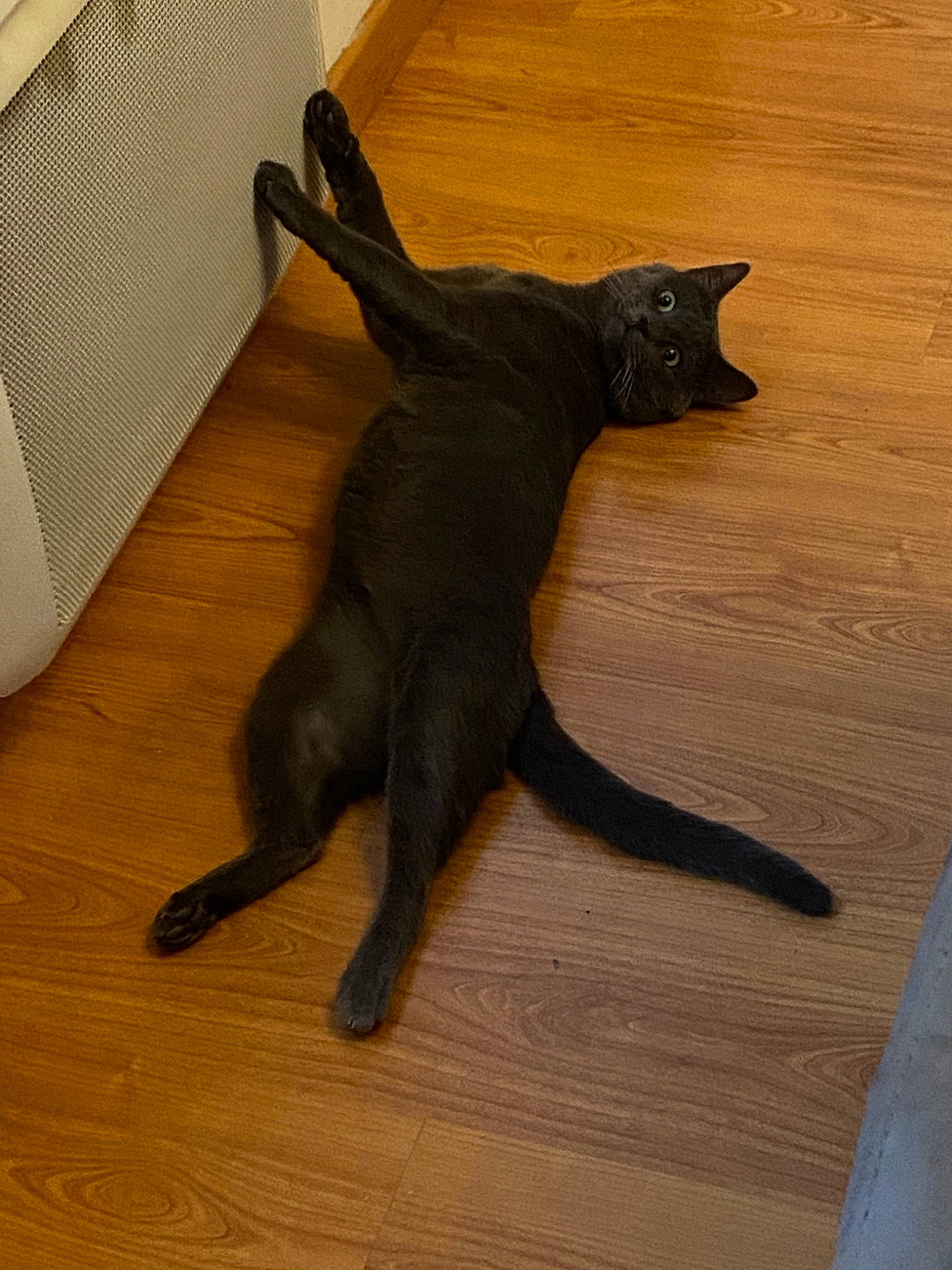 Ouistiti participe au concours pour gagner de l'argent avec cette photo : black_cat, bombay, burmese, canidae, carnivore, cat, felidae, hardwood, havana_brown, russian_blue, small_to_medium_sized_cats, tail