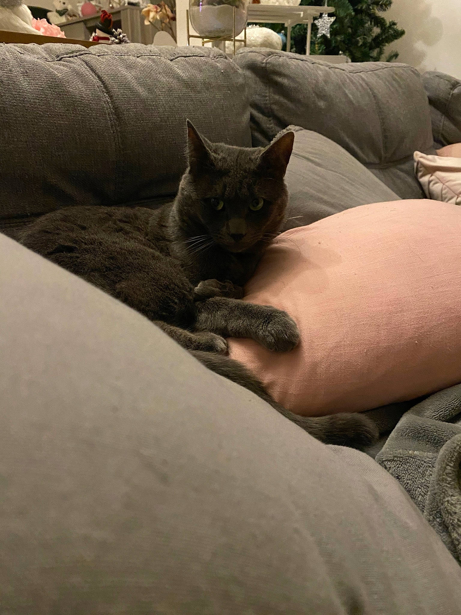 Ouistiti participe au concours pour gagner de l'argent avec cette photo : asian, bed, bedding, carnivore, cat, comfort, couch, domestic_short_haired_cat, felidae, fur, furniture, hand, kitten, leg, linens, nap, pillow, room, small_to_medium_sized_cats, whiskers