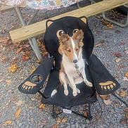 Rocky is registered to the contest to win money with this photo: dog, puppy, chair, camping_chair, outdoor, gravel, leaves, autumn, pet, animal, fur, ears, tail, bench, table, tablecloth, pattern, black, orange, white