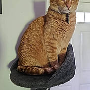 Anakin joined the competition — help win amazing prizes! cat, ginger_cat, pet, indoor, cat_tree, feline, orange_fur, collar, curious, perched, domestic_cat, home_interior, door, wall, shadow, fur, animal, looking_away, resting, cozy