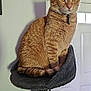 cat, ginger_cat, pet, indoor, cat_tree, feline, orange_fur, collar, curious, perched, domestic_cat, home_interior, door, wall, shadow, fur, animal, looking_away, resting, cozy