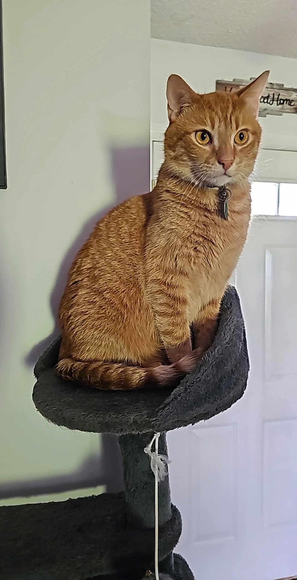Anakin joined the competition — help win amazing prizes! cat, ginger_cat, pet, indoor, cat_tree, feline, orange_fur, collar, curious, perched, domestic_cat, home_interior, door, wall, shadow, fur, animal, looking_away, resting, cozy
