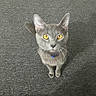 blue_collar, carpet, cat, closeup, collar, curious, ears, feline, fur, gray_cat, home_interior, indoor, kitten, looking_up, paws, pet, portrait, top_view, whiskers, yellow_eyes
