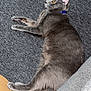cat, gray_cat, yellow_eyes, blue_collar, carpet, indoor, pet, feline, lounge, relax, fur, whiskers, paw, side_view, domestic_animal, curious, resting, texture, cozy, home