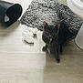 cat, gray_cat, bathroom, bath_mat, trash_can, tissue, wood_floor, pet, animal, indoor, curious, mess, floor, looking_up, mischievous, domestic_cat, feline, household, caught_in_action, playful