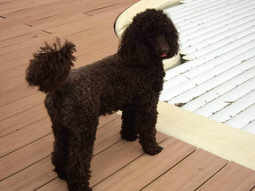 Obiwan participe au concours pour gagner de l'argent avec cette photo : canidae, carnivore, companion_dog, dog, dog_breed, dog_supply, non_sporting_group, pet_supply, poodle, poodle_crossbreed, sporting_group, tail, terrier, toy_dog, water_dog, wood, working_animal