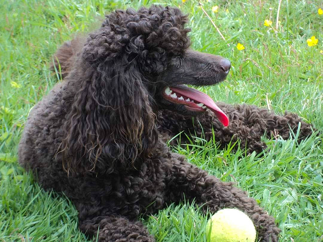 Obiwan participe au concours pour gagner de l'argent avec cette photo : canidae, carnivore, companion_dog, dog, dog_breed, fur, grass, irish_water_spaniel, labradoodle, plant, poodle, poodle_crossbreed, shrub, snout, sporting_group, standard_poodle, terrestrial_animal, terrier, water_dog, working_animal