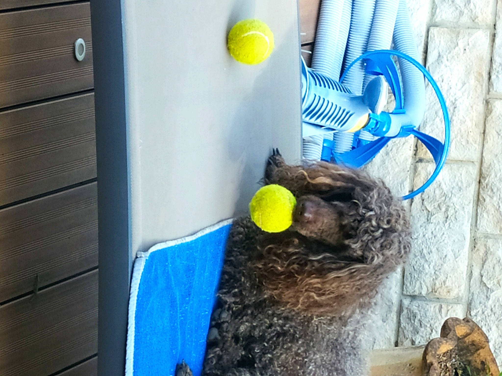 Obiwan participe au concours pour gagner de l'argent avec cette photo : beak, blue, electric_blue, fur, gas, household_supply, machine, plastic, recycling_bin, soil, toy, trunk, waste_containment, wood, yellow