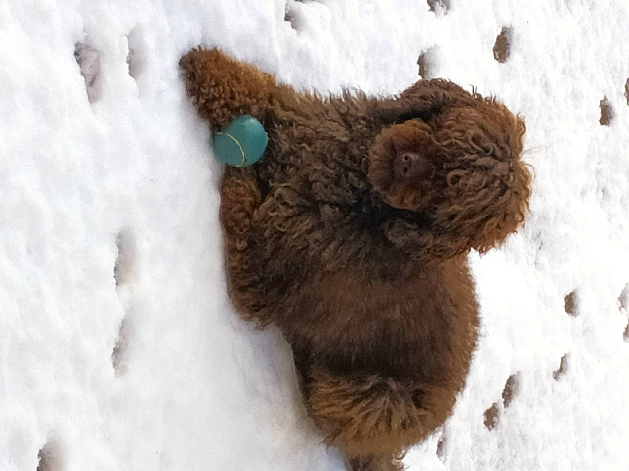 Obiwan a rejoint le concours — aidez-le/la à gagner de superbes lots ! brown_bear, canidae, carnivore, dog_breed, fawn, felidae, freezing, fur, liver, snout, snow, sporting_group, stuffed_toy, tail, terrestrial_animal, toy, whiskers, winter, wool, working_animal