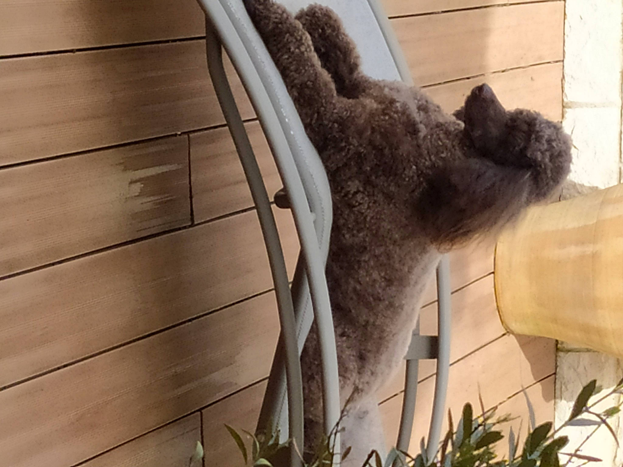 Obiwan participe au concours pour gagner de l'argent avec cette photo : automotive_lighting, automotive_tire, bumper, fawn, felidae, fur, grass, grey, hardwood, houseplant, personal_luxury_car, plant, rim, snout, tail, terrestrial_animal, tree, vehicle_door, window, wood