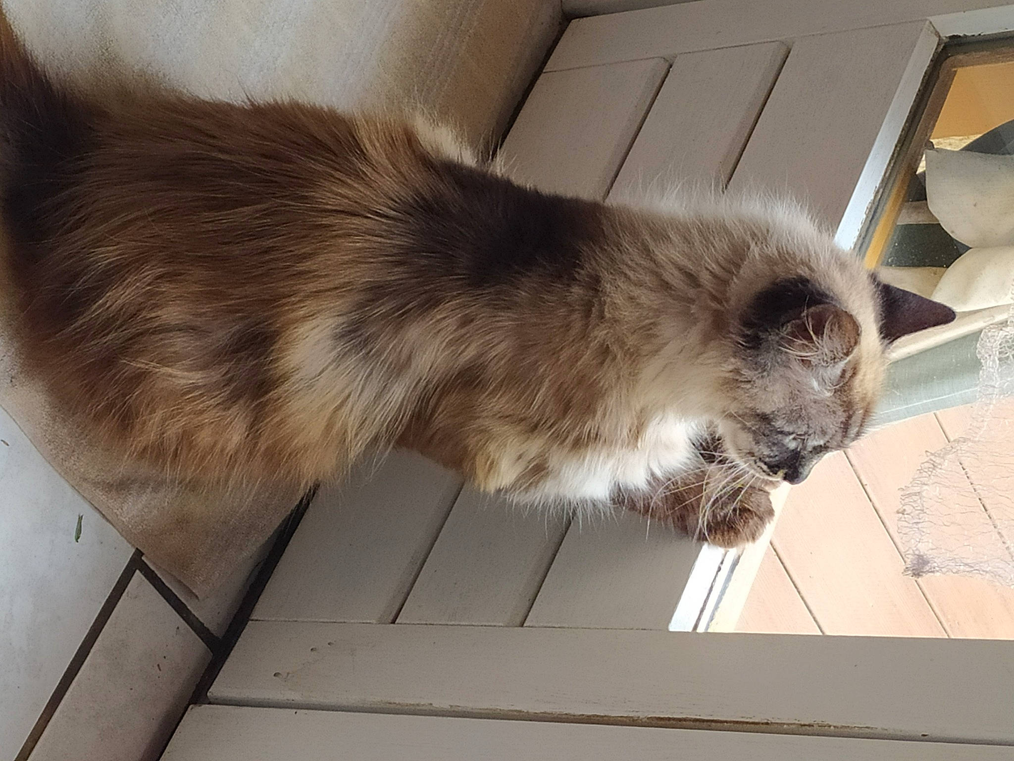 Gala a rejoint le concours — aidez-le/la à gagner de superbes lots ! carnivore, cat, claw, comfort, domestic_short_haired_cat, fawn, felidae, flooring, fur, hardwood, mustelidae, paw, siamese, small_to_medium_sized_cats, snout, tail, terrestrial_animal, whiskers, wood