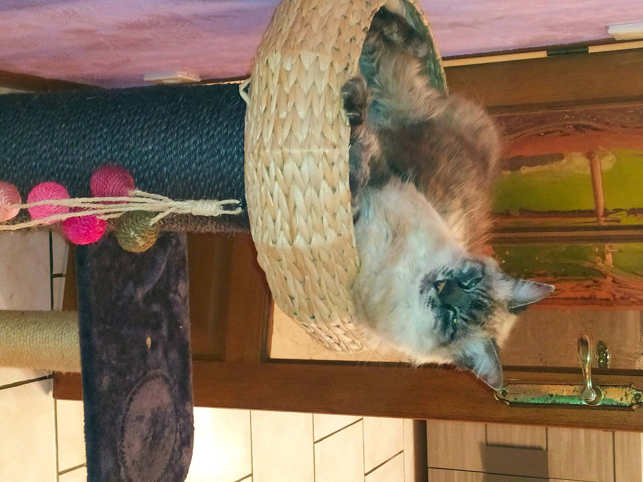 Gala a rejoint le concours — aidez-le/la à gagner de superbes lots ! art, beak, bird, bird_of_prey, falconiformes, fashion_accessory, feather, fur, hardwood, mammal, natural_material, rope, tail, terrestrial_animal, textile, thread, wildlife, wing, wood, wool