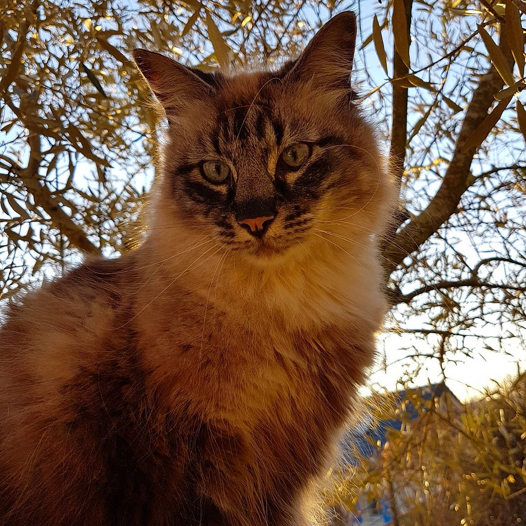 Gala participe au concours pour gagner de l'argent avec cette photo : branch, carnivore, cat, domestic_short_haired_cat, fawn, felidae, fur, plant, sky, small_to_medium_sized_cats, snout, sunlight, tail, terrestrial_animal, tints_and_shades, tree, trunk, twig, whiskers, wood
