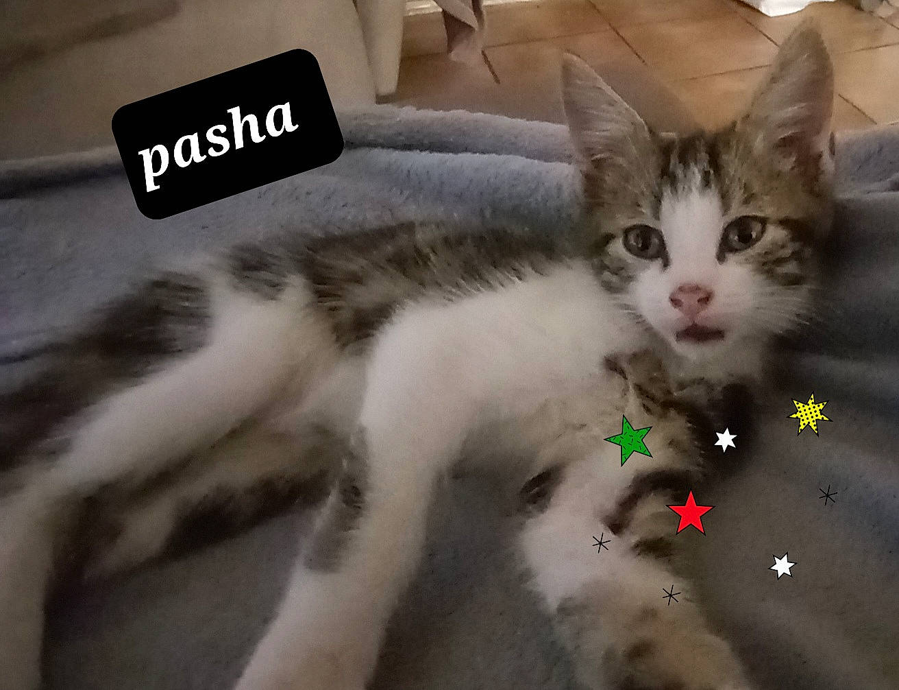 Pasha
