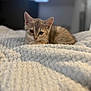 Aura participe au concours pour gagner de l'argent avec cette photo : kitten, cat, pet, animal, feline, resting, blanket, cozy, soft, texture, closeup, indoor, cute, young, fur, ears, eyes, sleepy, home, comfort
