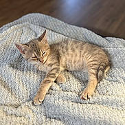 Aura participe au concours pour gagner de l'argent avec cette photo : kitten, cat, sleeping, nap, blanket, texture, soft, sunlight, indoor, pet, feline, fur, striped, relaxed, cozy, resting, animal, cute, young, home